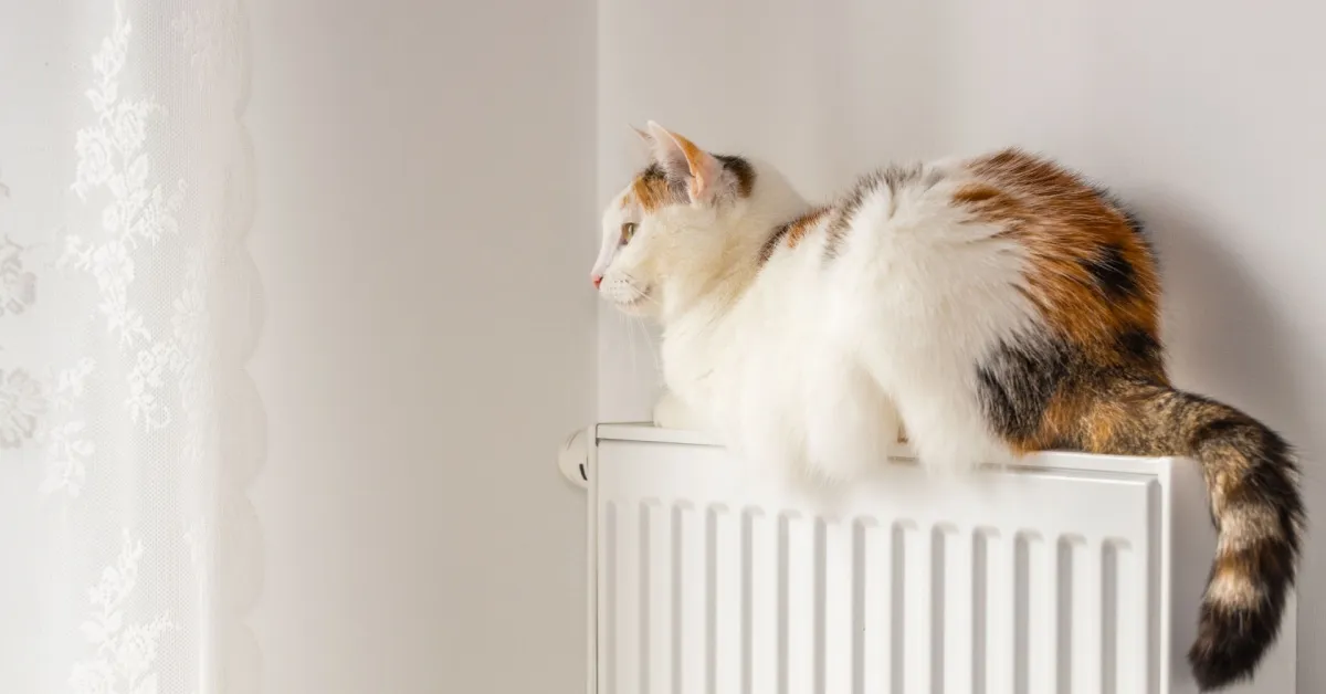 Cat comfortably sitting on radiator