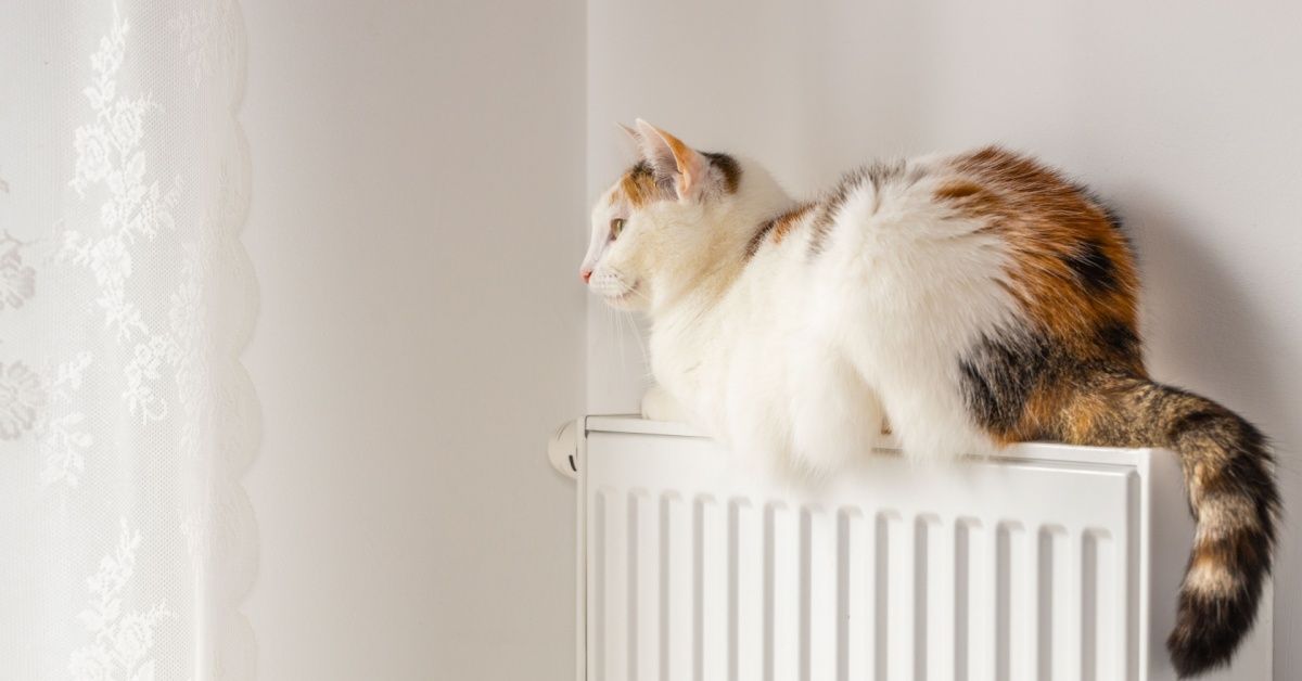 Cat sitting comfortably next to a traditional radiator, demonstrating typical radiator placement and usage in UK homes